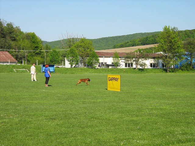 www.atibox.net * www.euroboxer.eu * www.boxergenealogia.eu